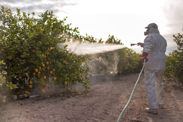 Best Local Pest Control Services  in Morris, OK