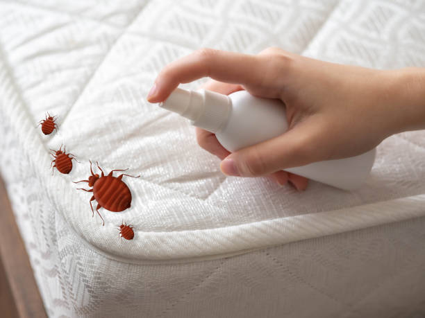 Best Bed Bug Extermination  in Morris, OK